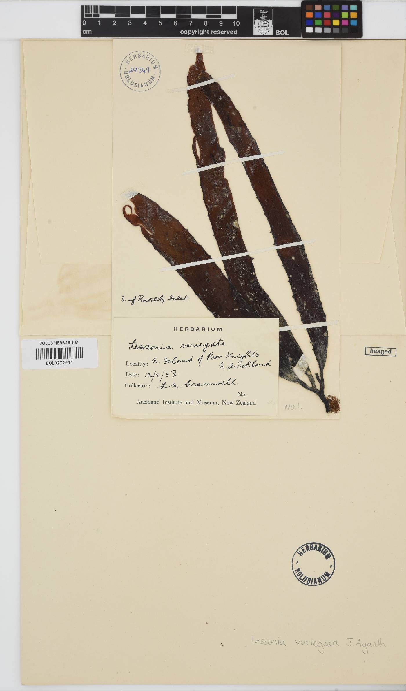 Lessonia variegata image