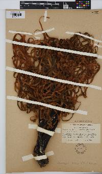 Image of Lessoniopsis litoralis