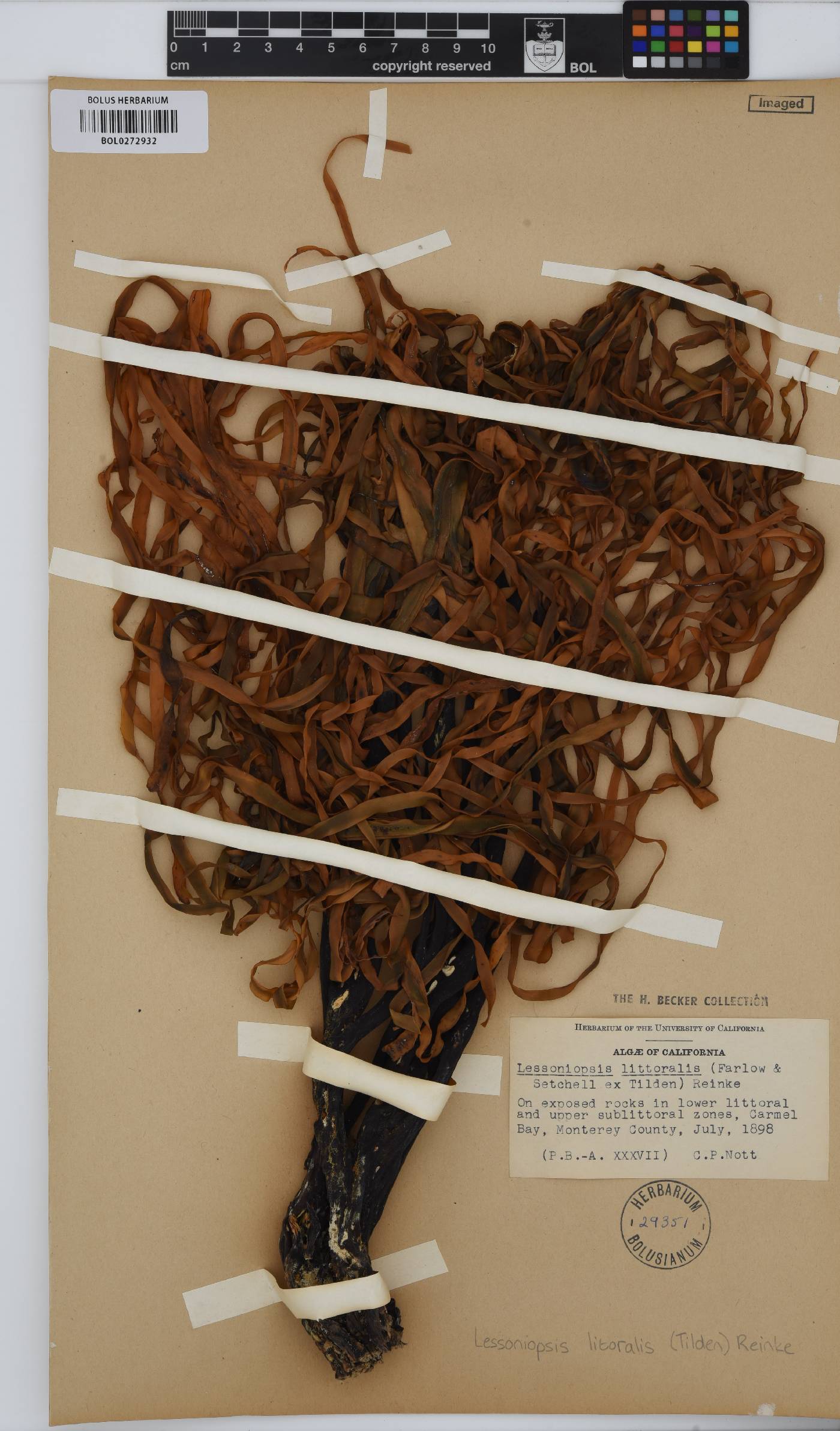 Lessoniopsis litoralis image