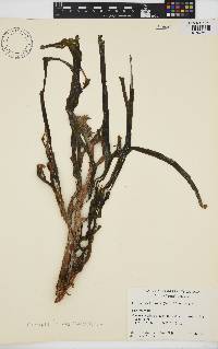 Lessoniopsis litoralis image