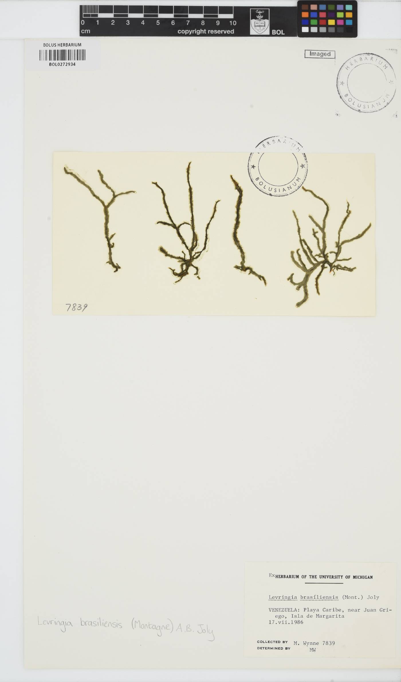 Levringia brasiliensis image