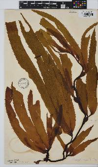 Macrocystis pyrifera image