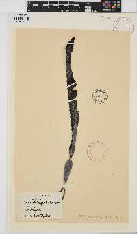 Macrocystis pyrifera image