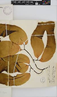 Macrocystis pyrifera image