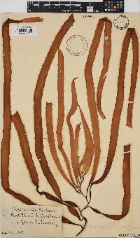 Macrocystis pyrifera image