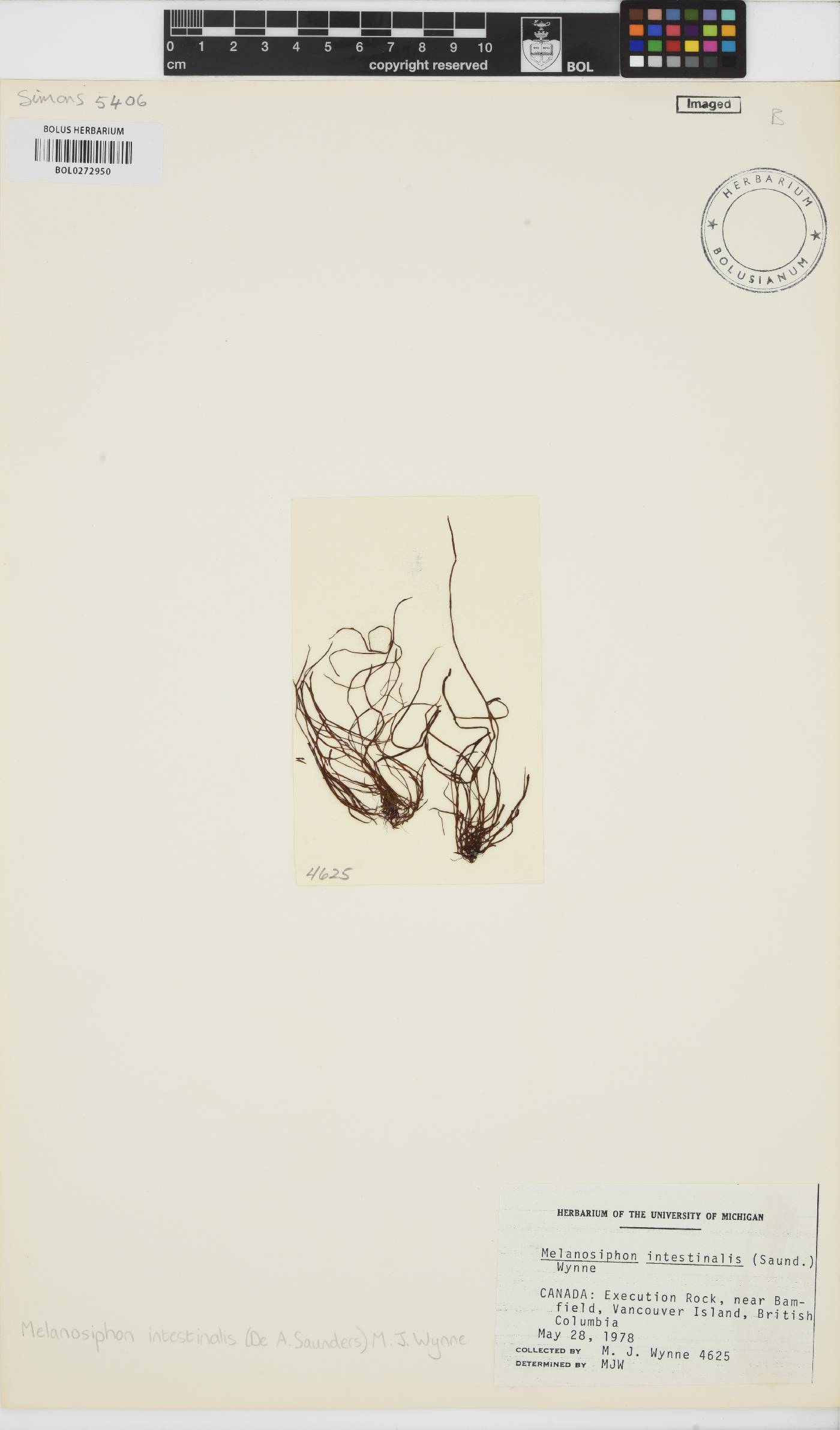 Melanosiphon intestinalis image