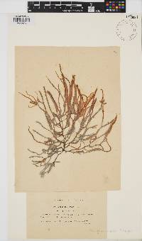 Image of Eudesme crassa