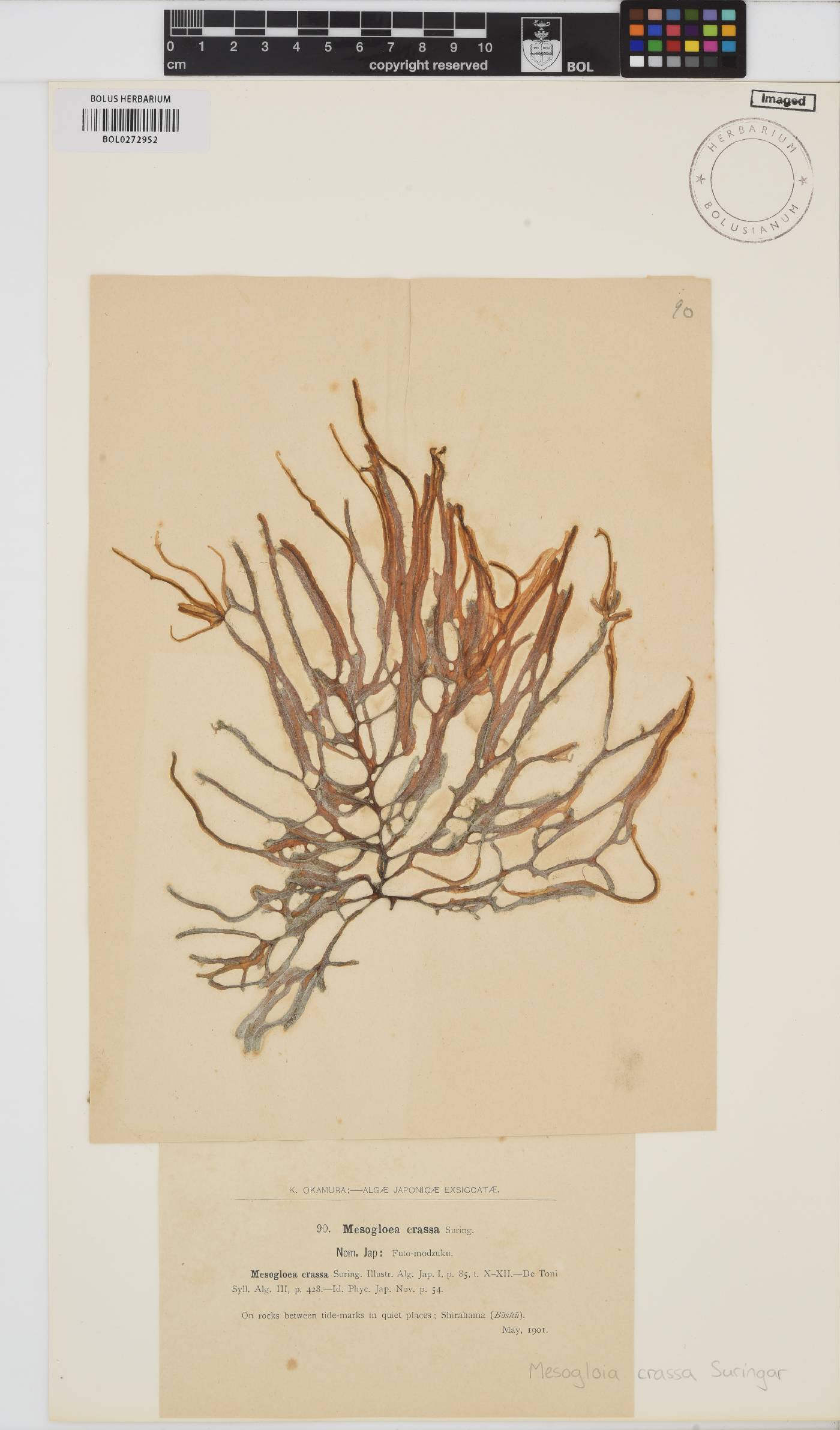 Eudesme crassa image