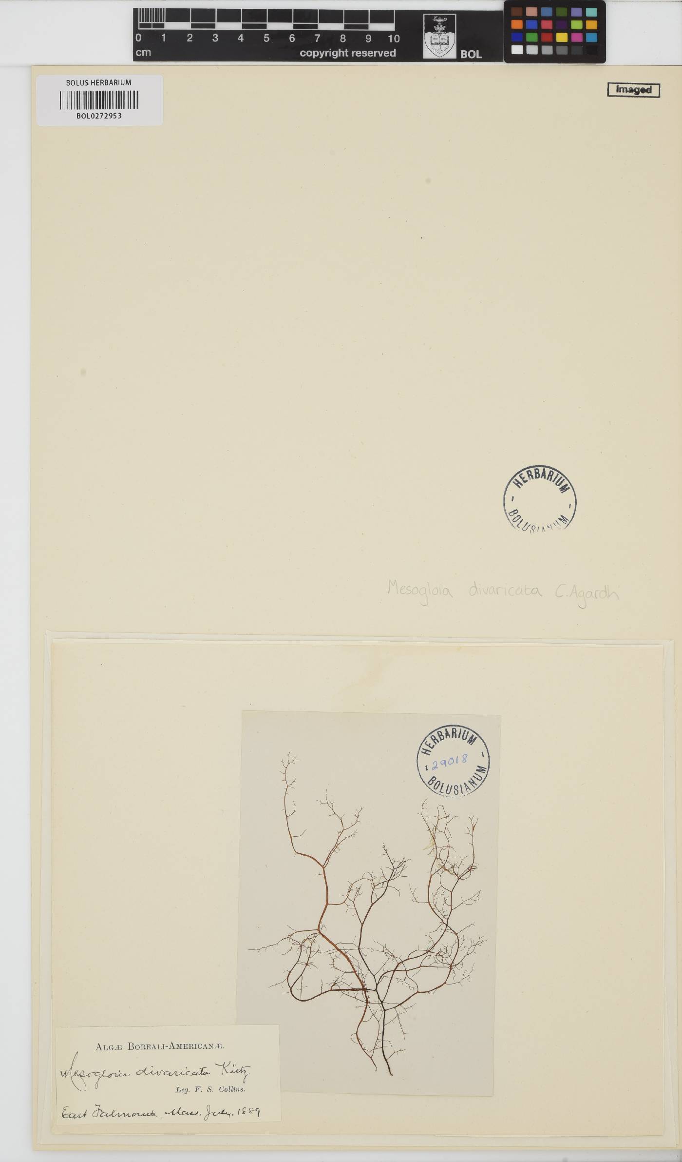 Helminthora divaricata image