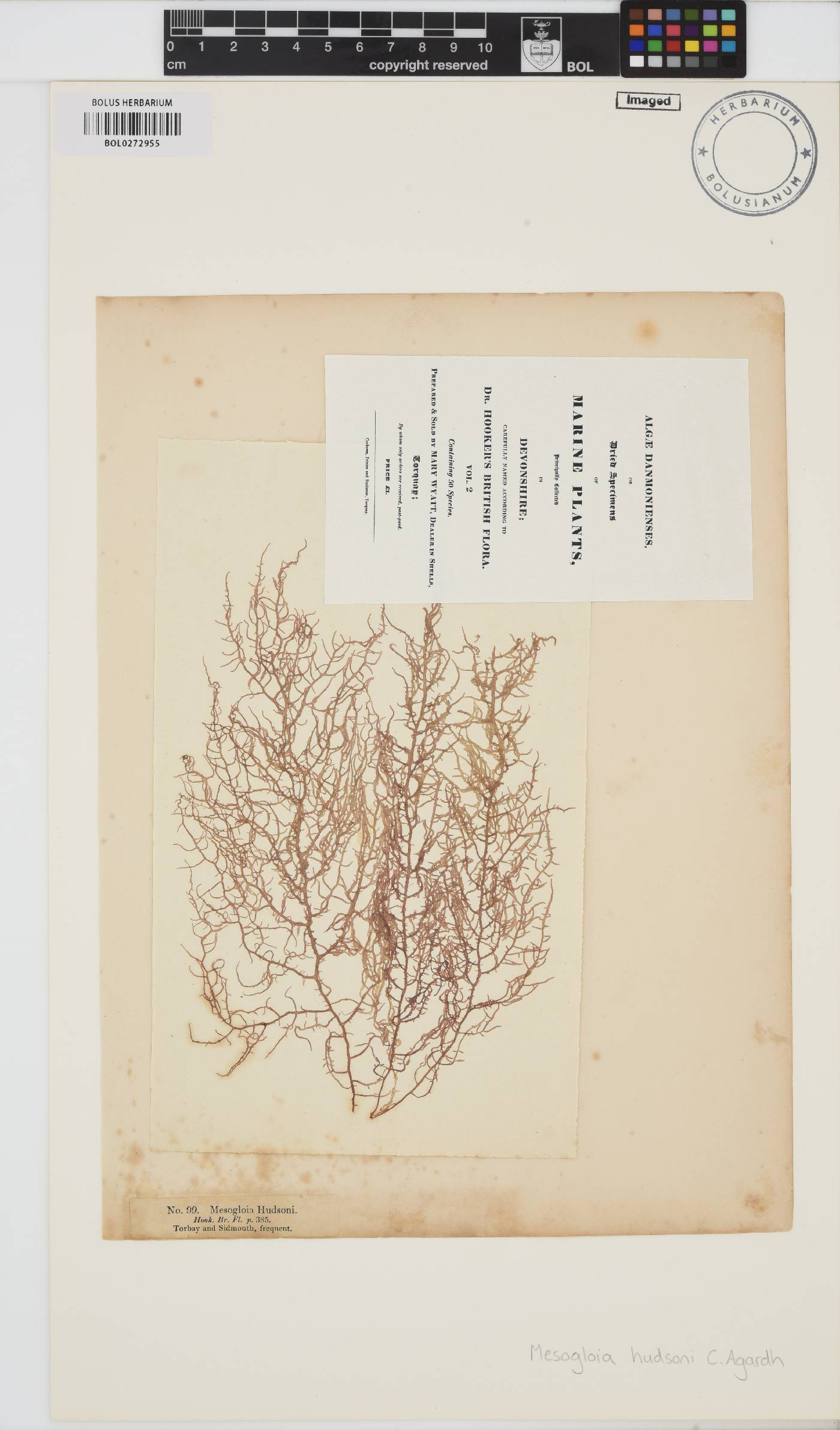 Nemalion elminthoides image
