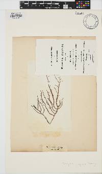 Helminthocladia calvadosii image