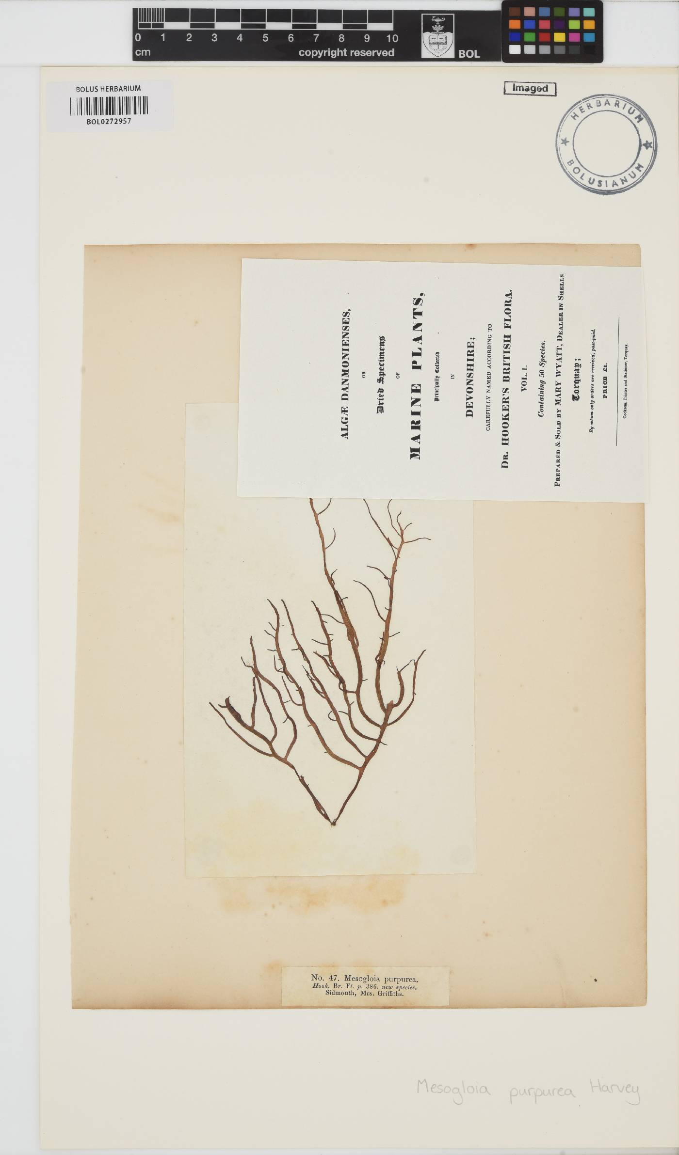 Helminthocladia calvadosii image