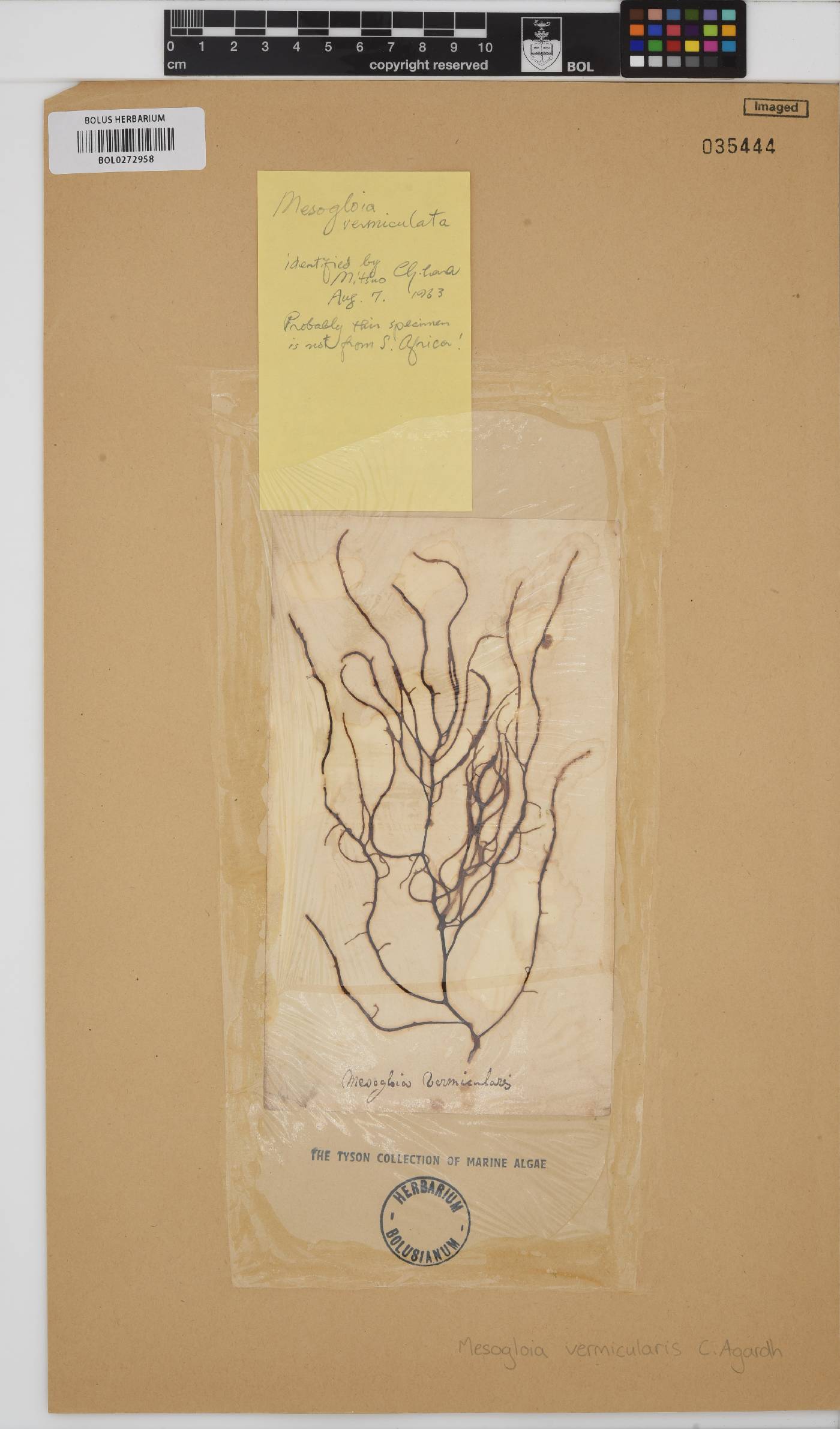 Mesogloia vermiculata image