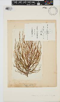 Mesogloia vermiculata image