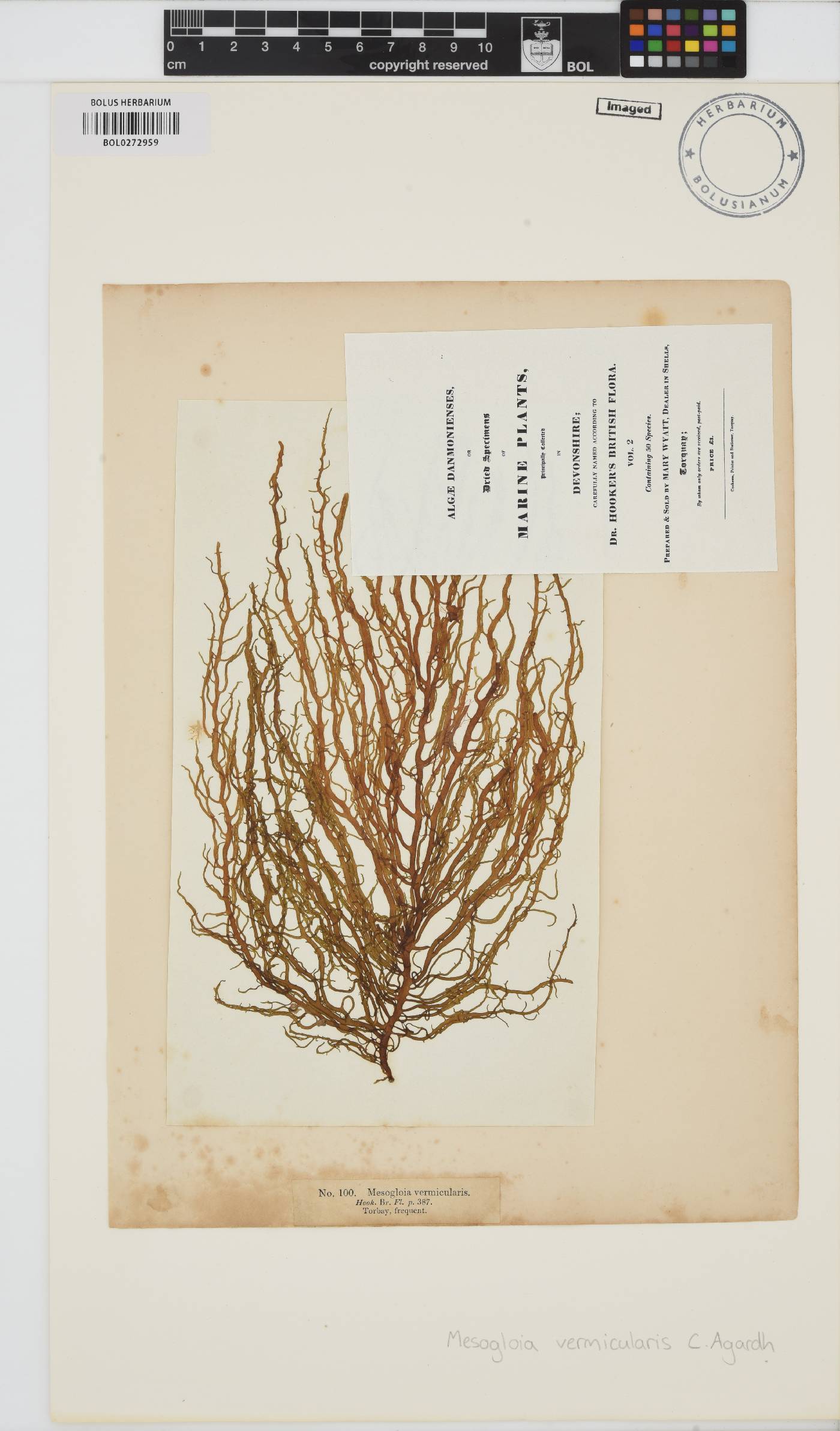 Mesogloia vermiculata image