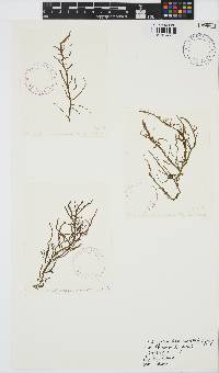 Mesogloia vermiculata image