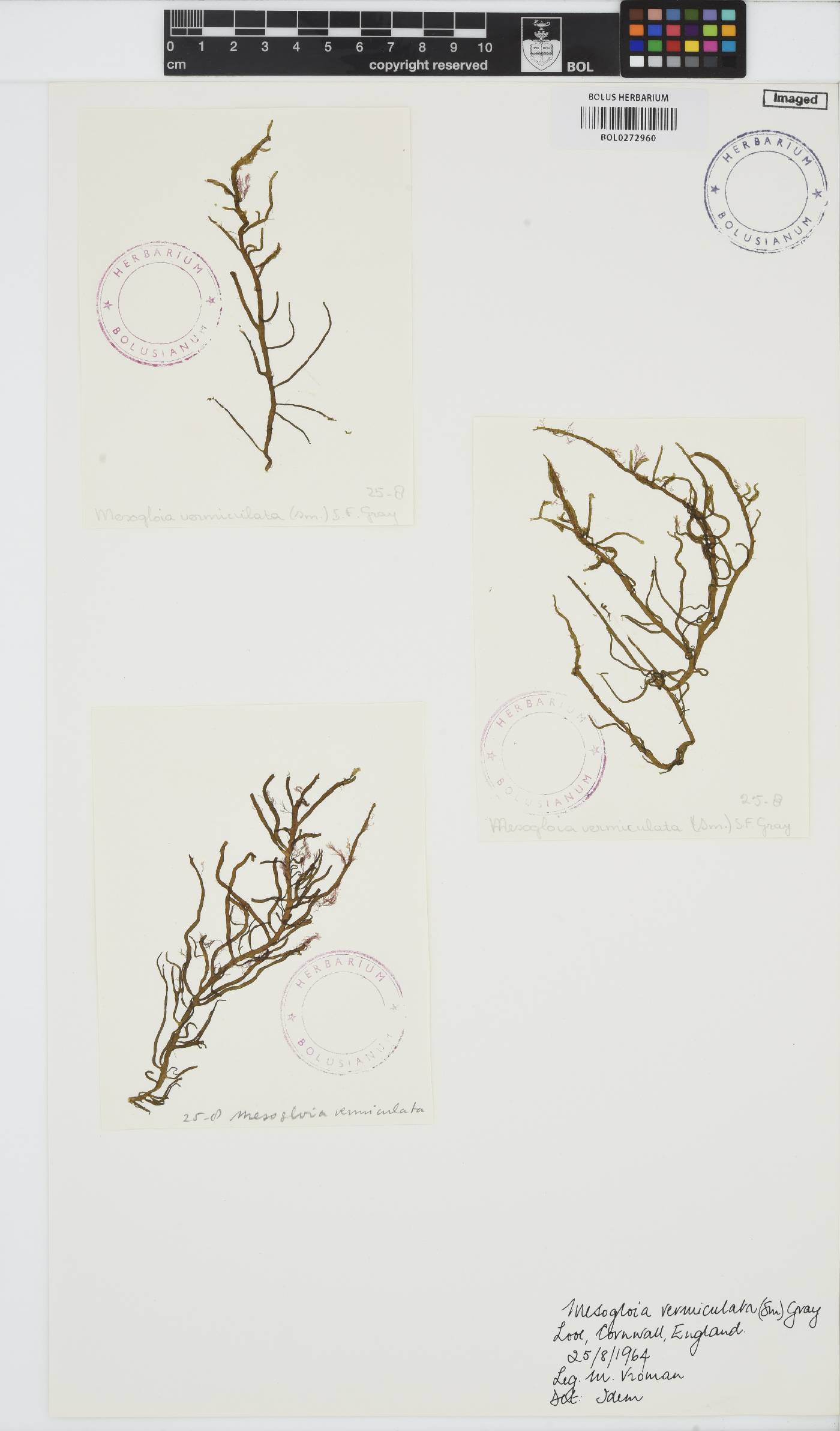 Mesogloia vermiculata image