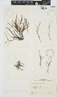 Mesogloia vermiculata image