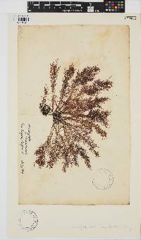 Mesogloia vermiculata image