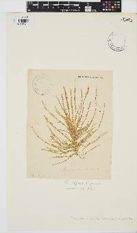 Eudesme virescens image