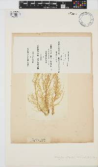 Eudesme virescens image