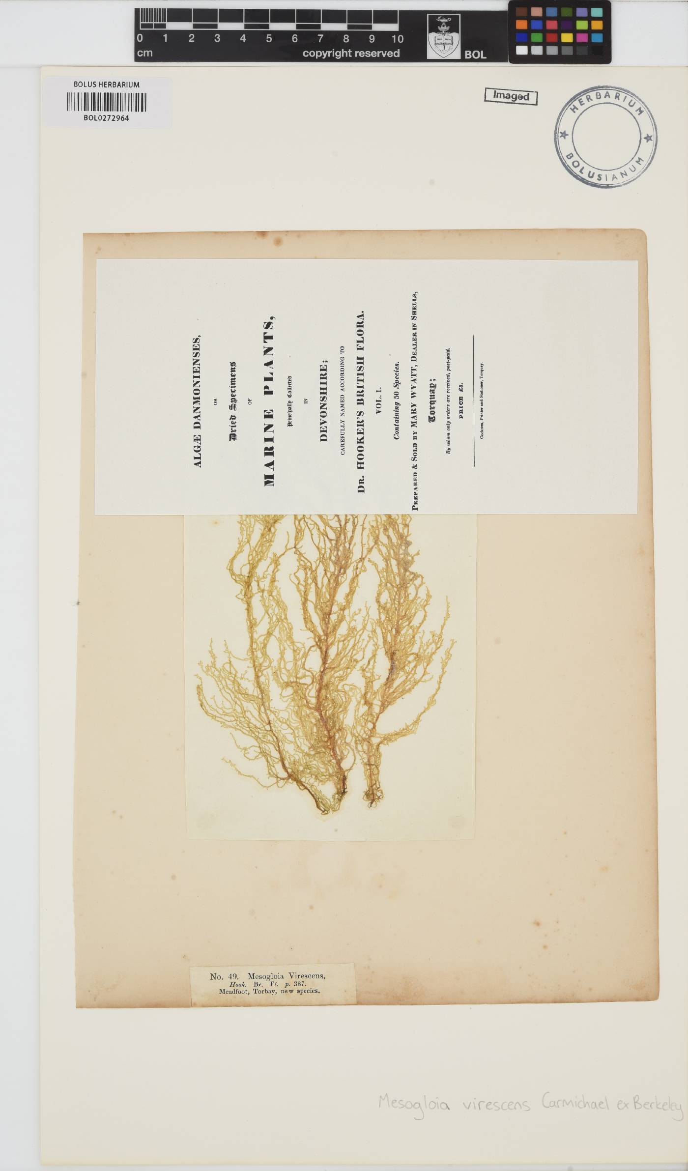 Eudesme virescens image