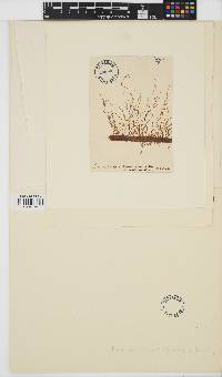 Eudesme virescens image