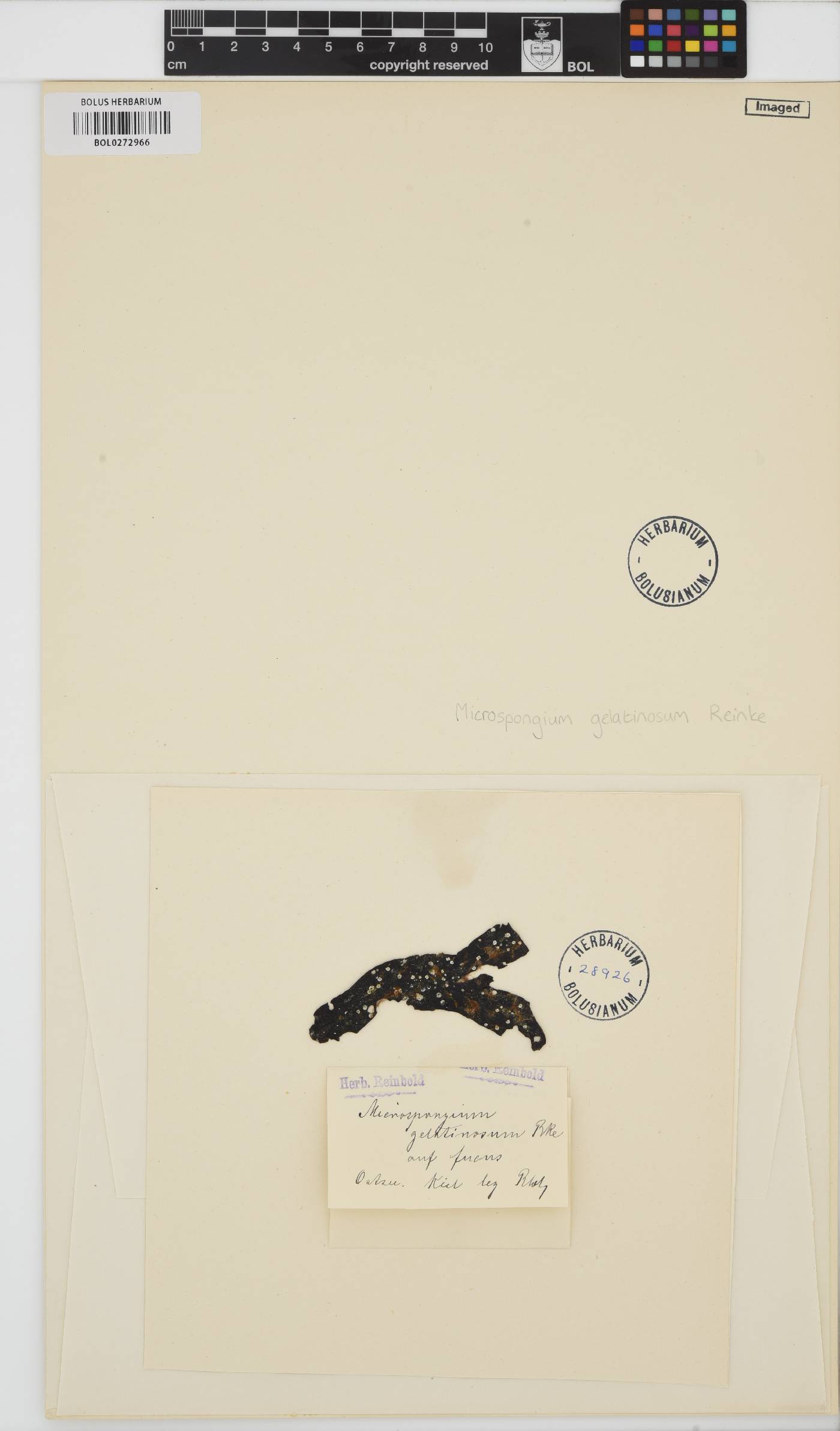Microspongium image