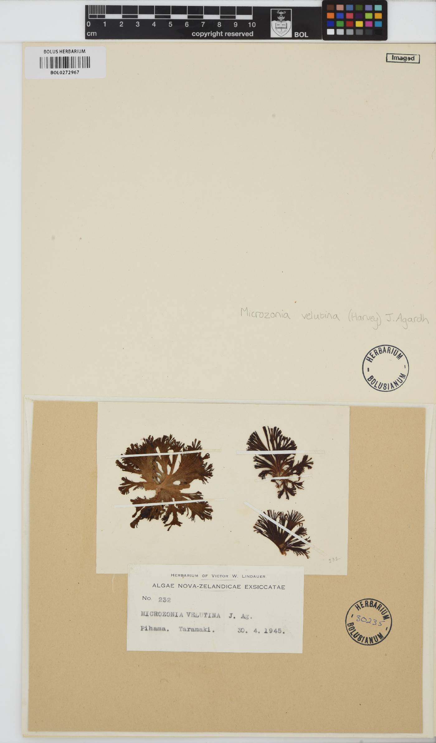Syringodermataceae image