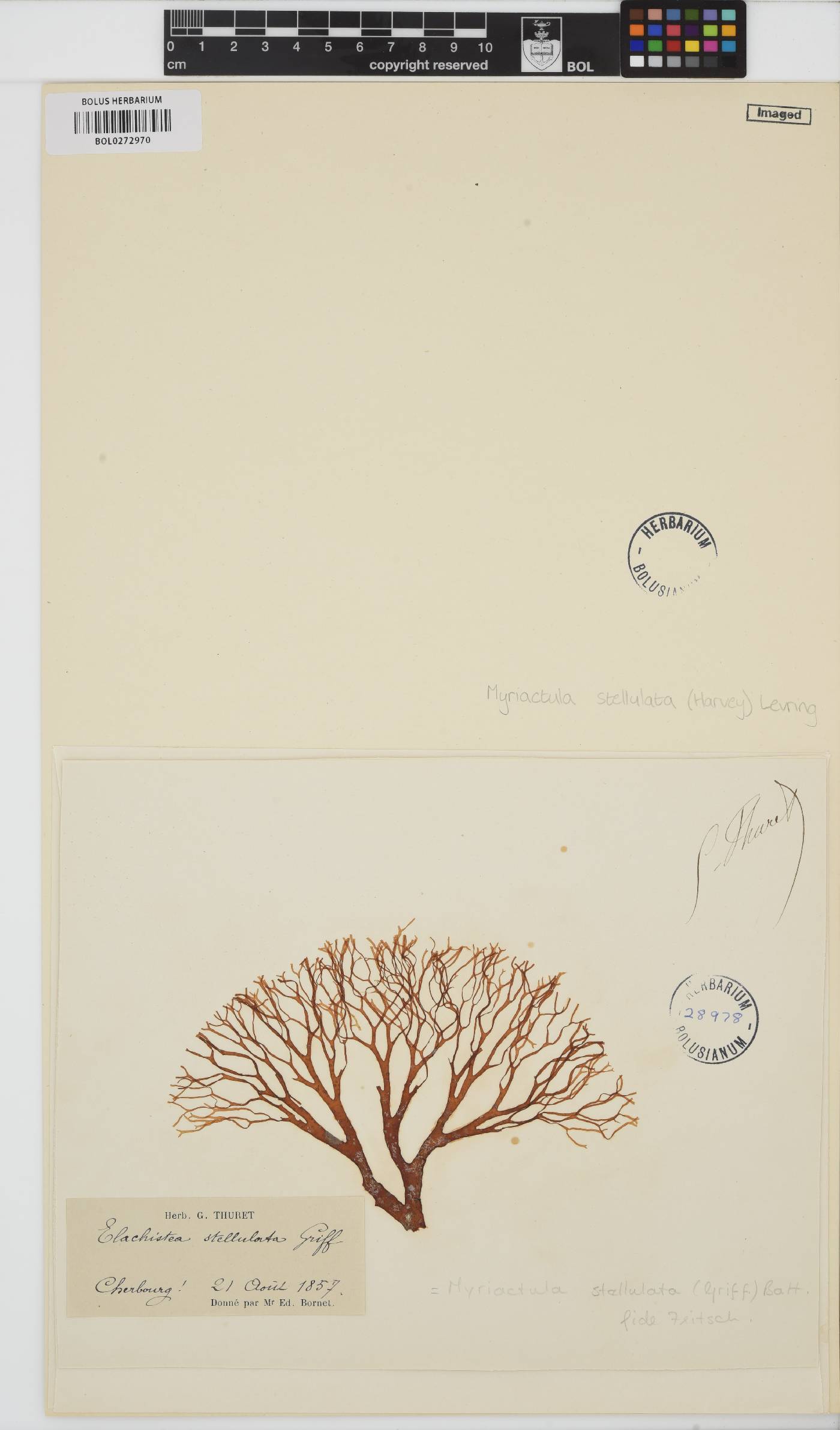 Myriactula stellulata image