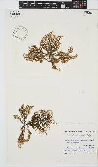 Myriocladia capensis image