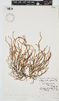 Myriocladia capensis image