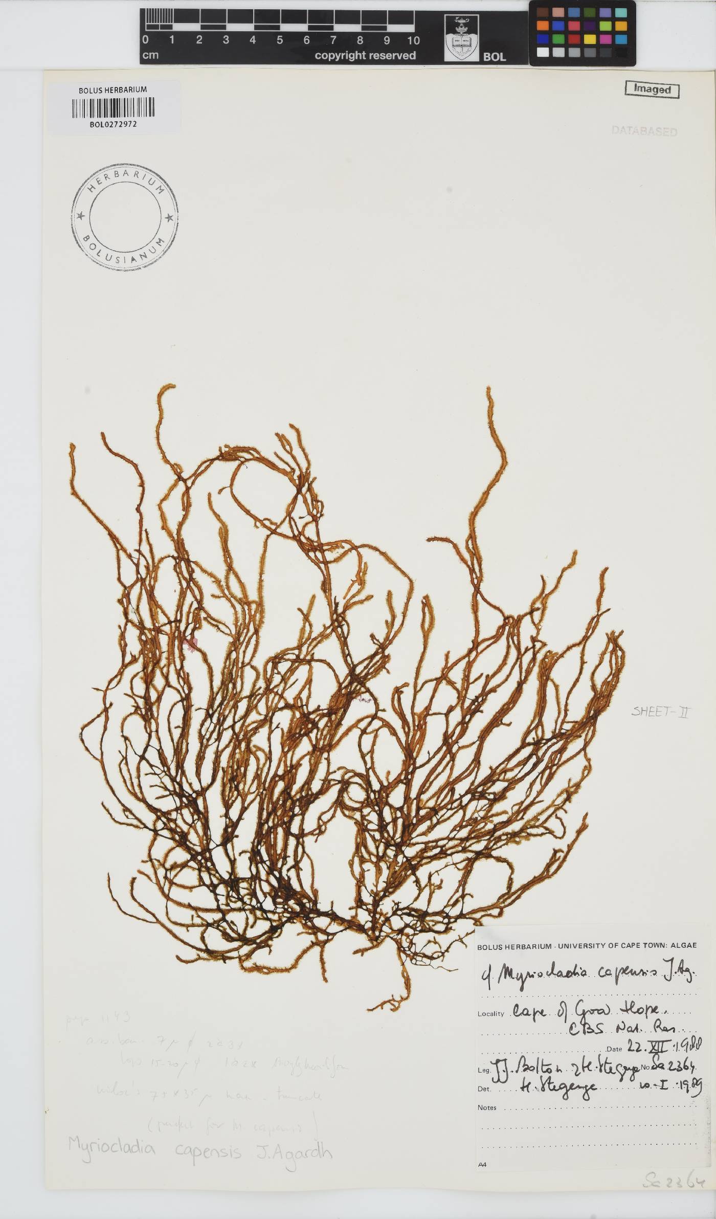 Myriocladia capensis image