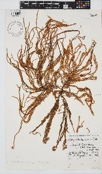 Myriocladia capensis image