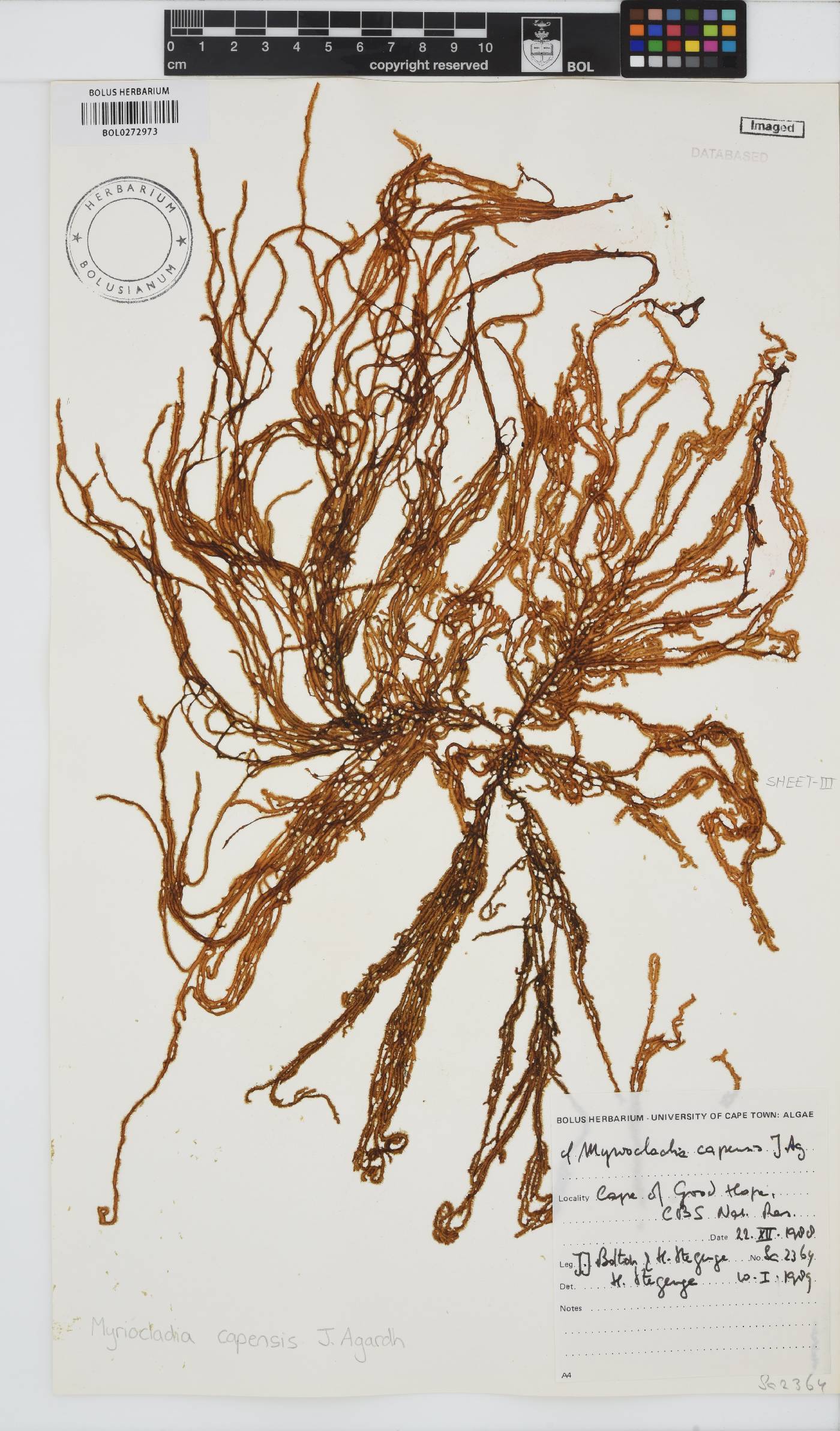 Myriocladia image
