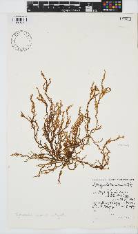 Myriocladia capensis image