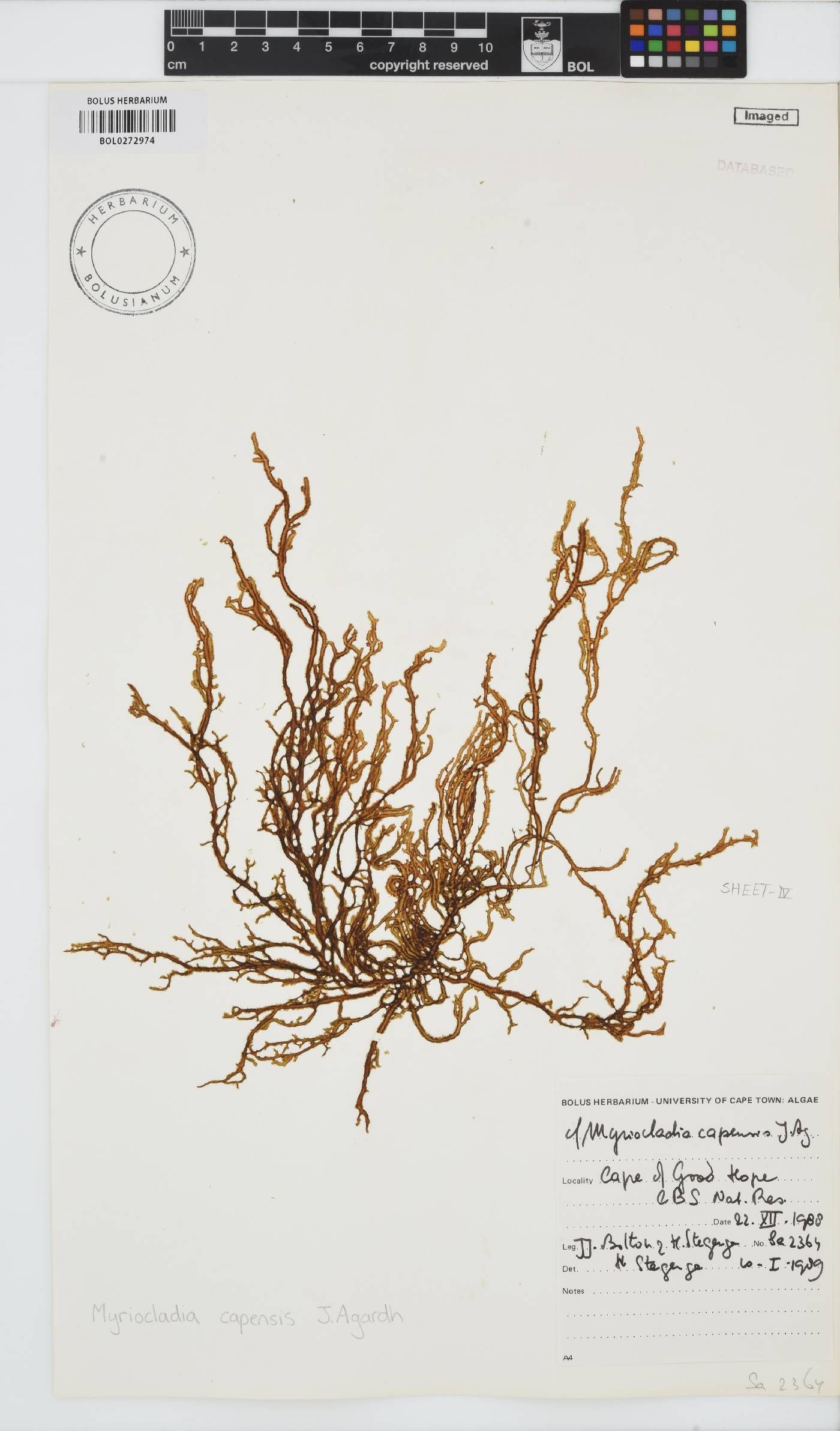Myriocladia capensis image