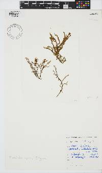 Myriocladia capensis image