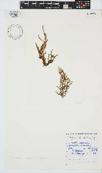 Myriocladia capensis image