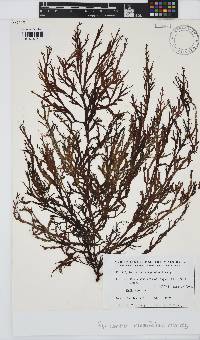 Image of Myriodesma integrifolium