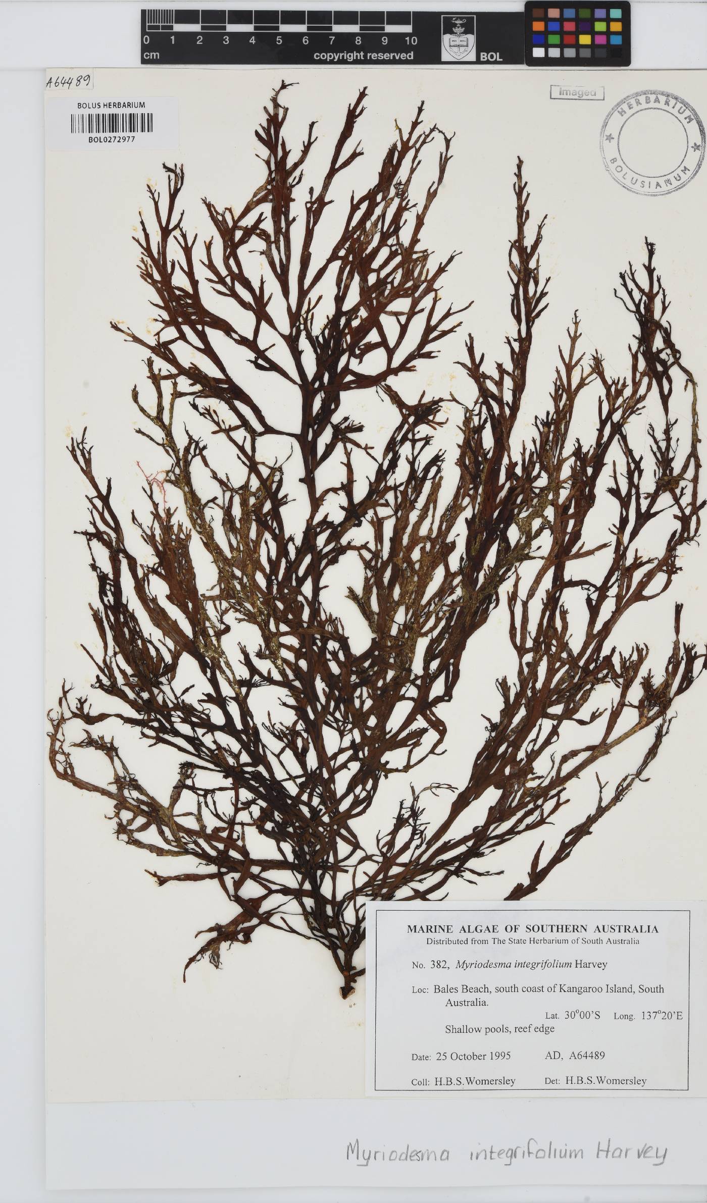 Myriodesma integrifolium image