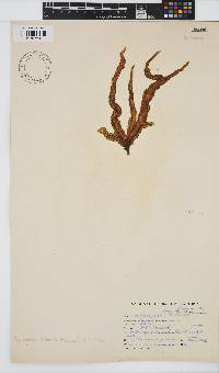 Myriogloea chilensis image