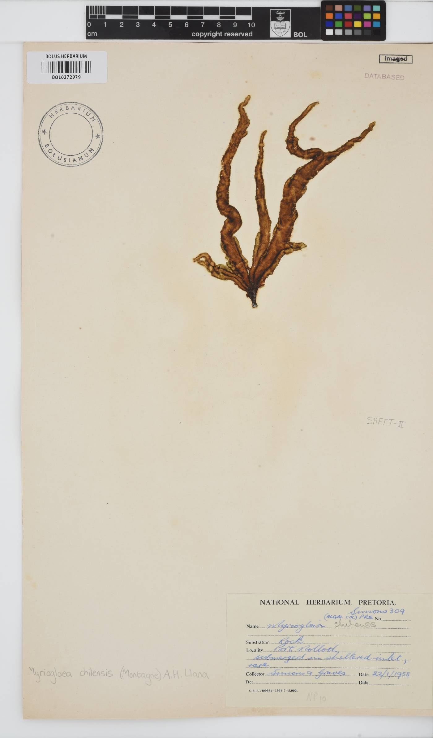 Myriogloea chilensis image