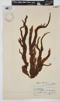 Myriogloea chilensis image