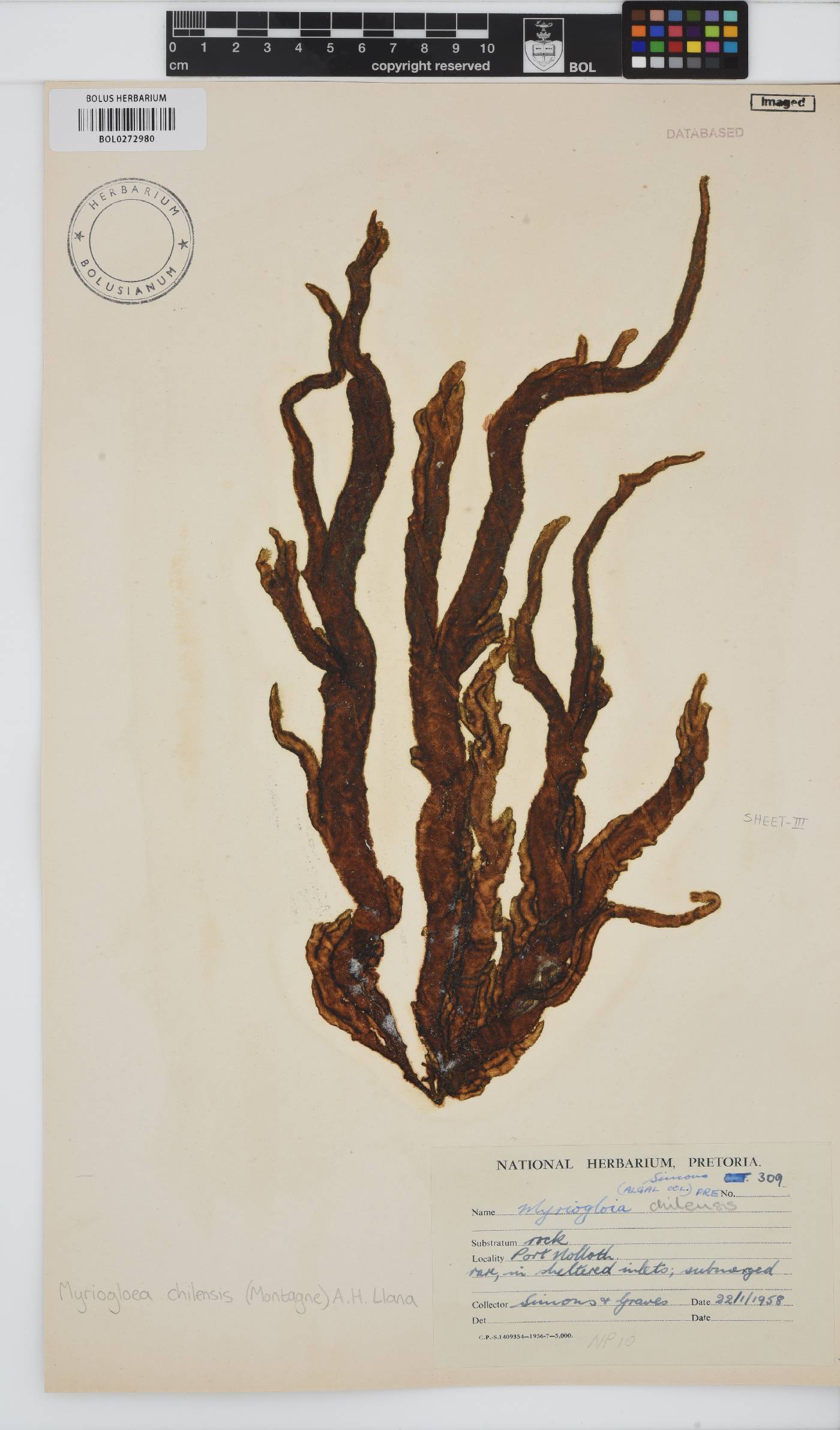 Myriogloea chilensis image