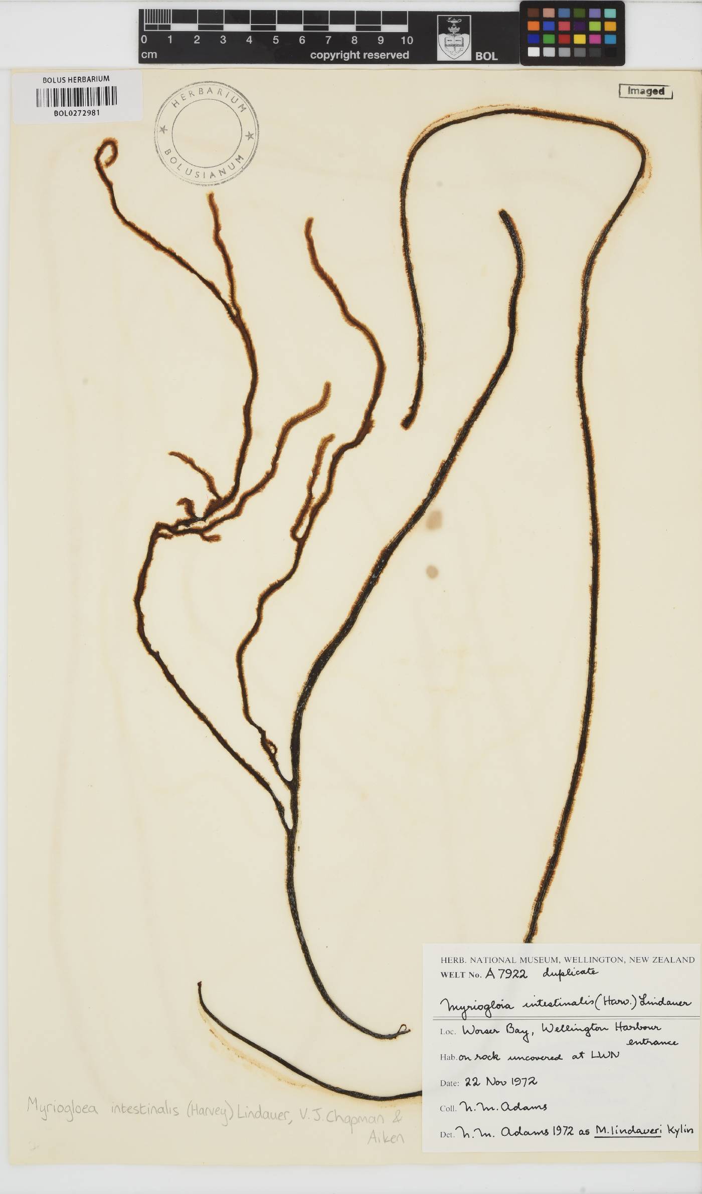 Myriogloea image
