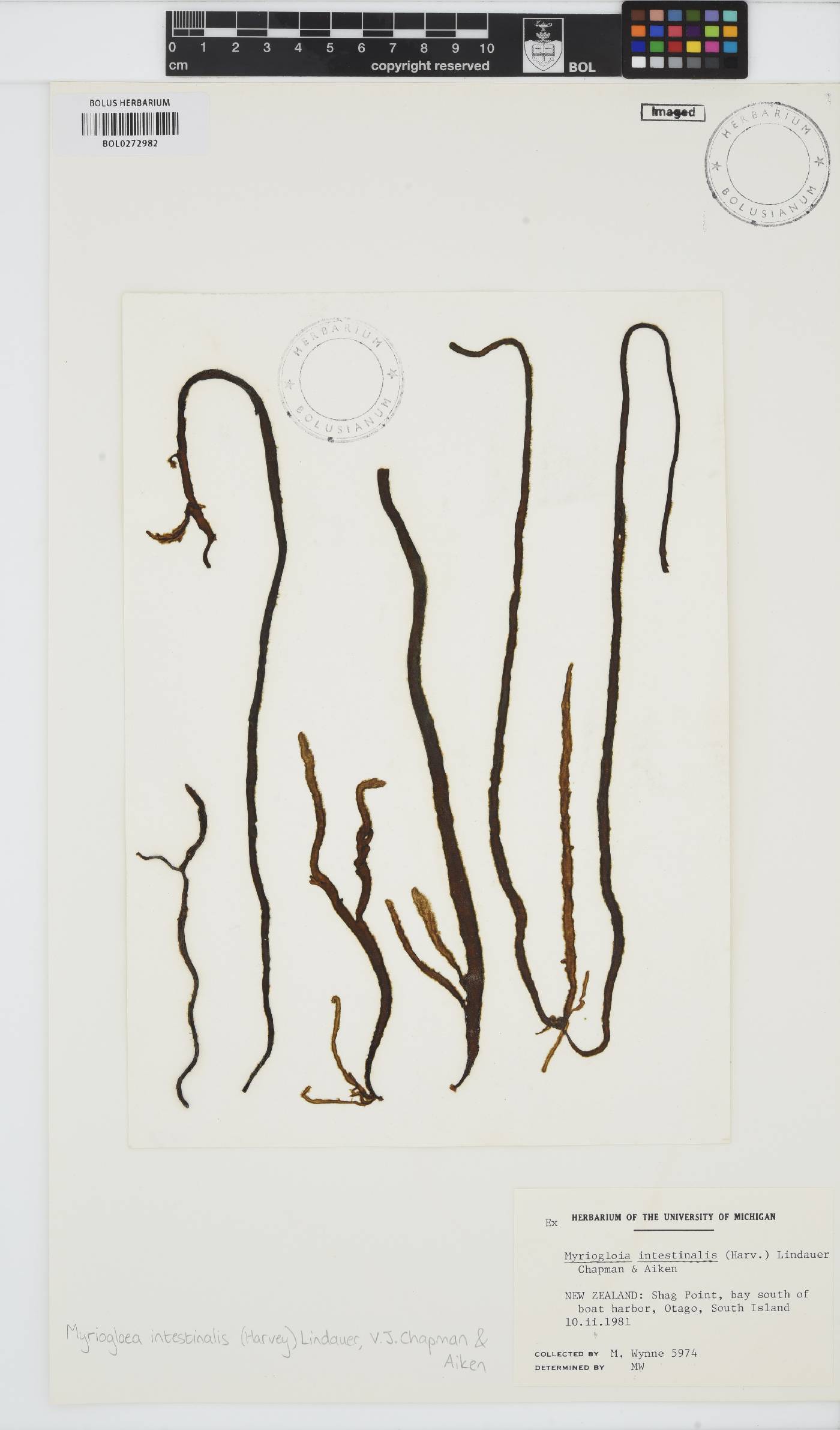 Myriogloea intestinalis image