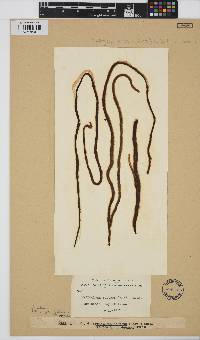 Image of Myriogloea sciurus