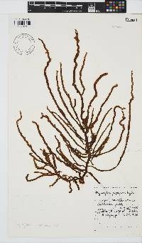 Myriogloea papenfussii image