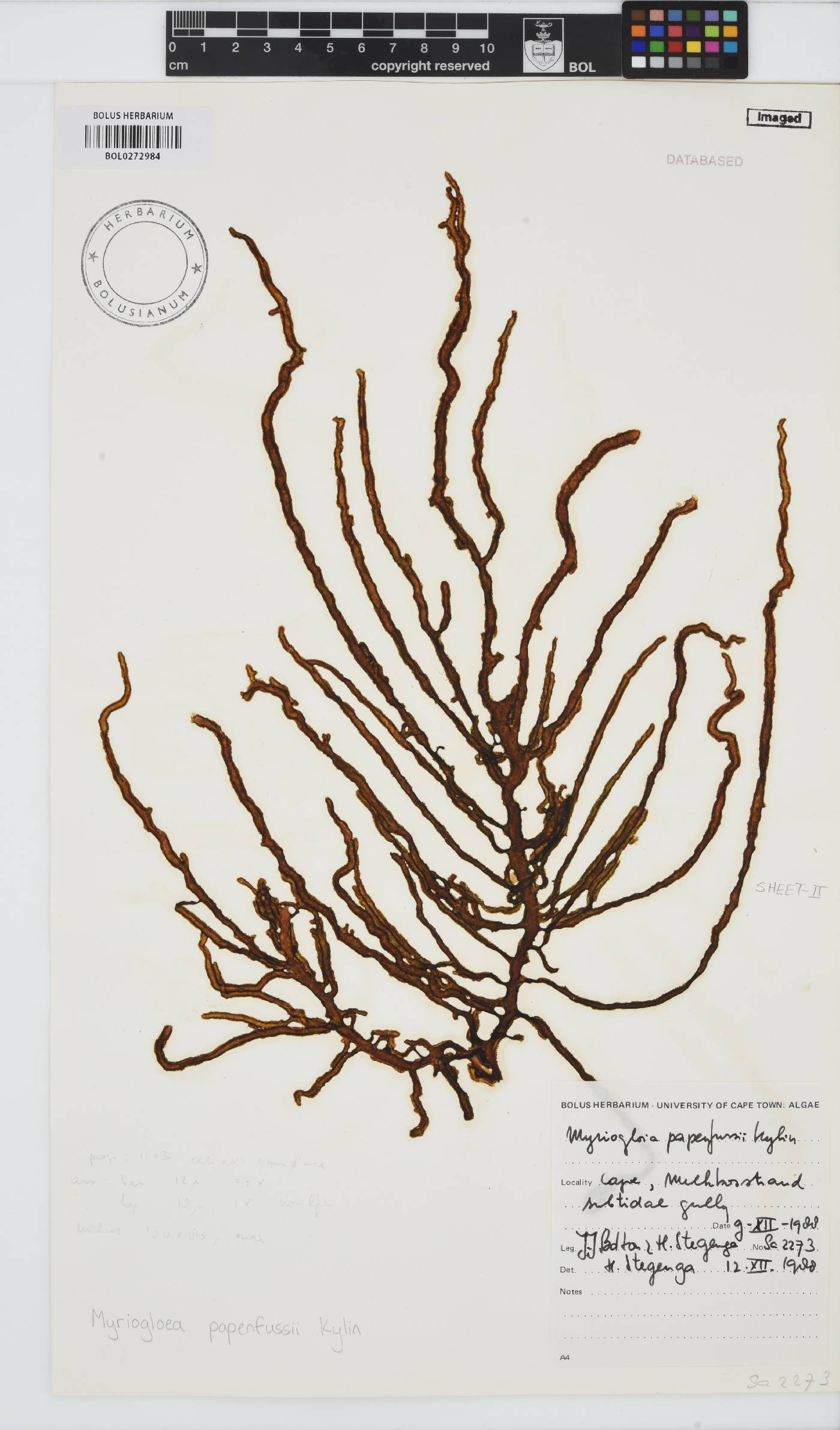 Myriogloea image